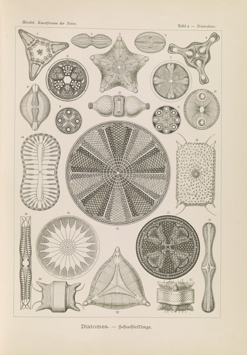 Diatomea. – Schachtellinge by Эрнст Геккель, 1904 — digital art print download
