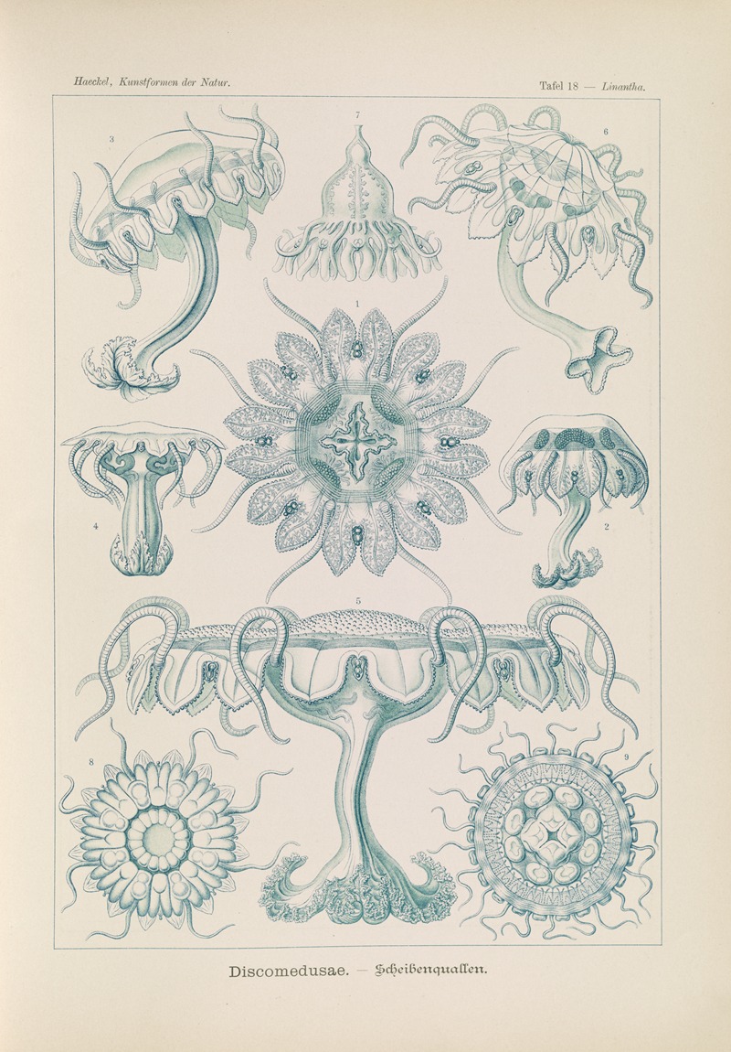 Discomedusae. – Scheibenquallen by Эрнст Геккель, 1904 — digital art print download