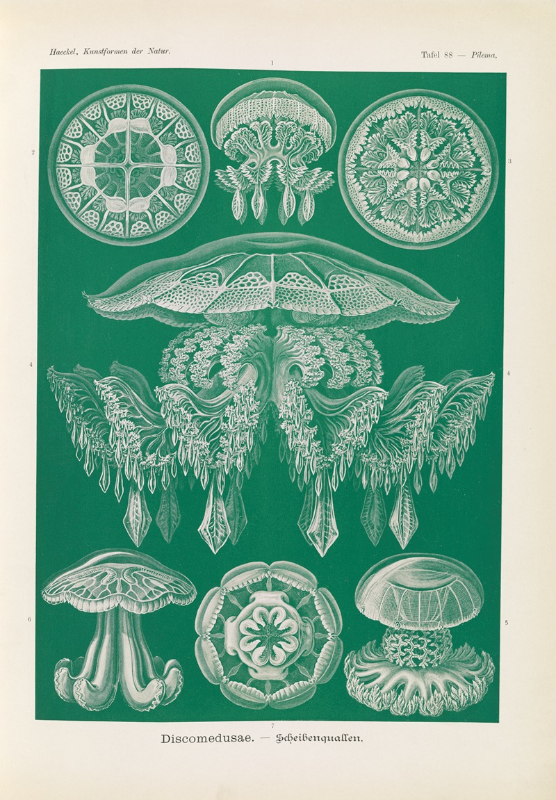 Discomedusae. – Scheibenquallen by Эрнст Геккель, 1904 — digital art print download