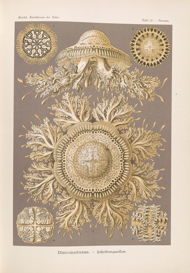 Discomedusae. – Scheibenquallen by Эрнст Геккель, 1904 — digital art print download