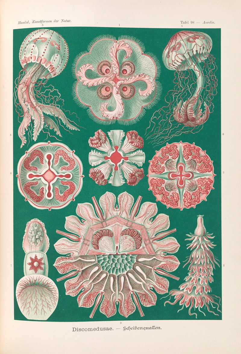 Discomedusae. – Schweibenquallen by Эрнст Геккель, 1904 — digital art print download