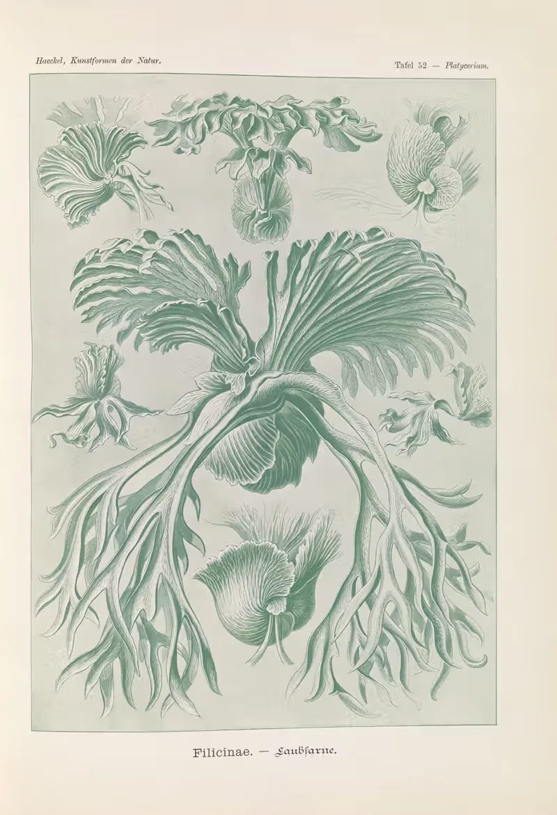 Филицины. – Листовые папоротники. by Эрнст Геккель, 1904 — digital art print download