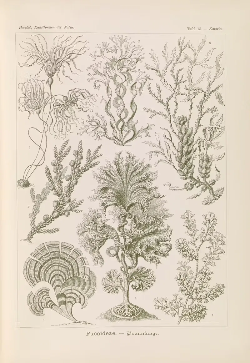 Fucoideae. – Brauntange by Ernst Haeckel, 1904 — digital art print download