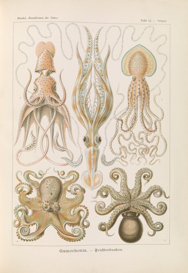 Gamochonia. – Trichterkraken by Эрнст Геккель, 1904 — digital art print download
