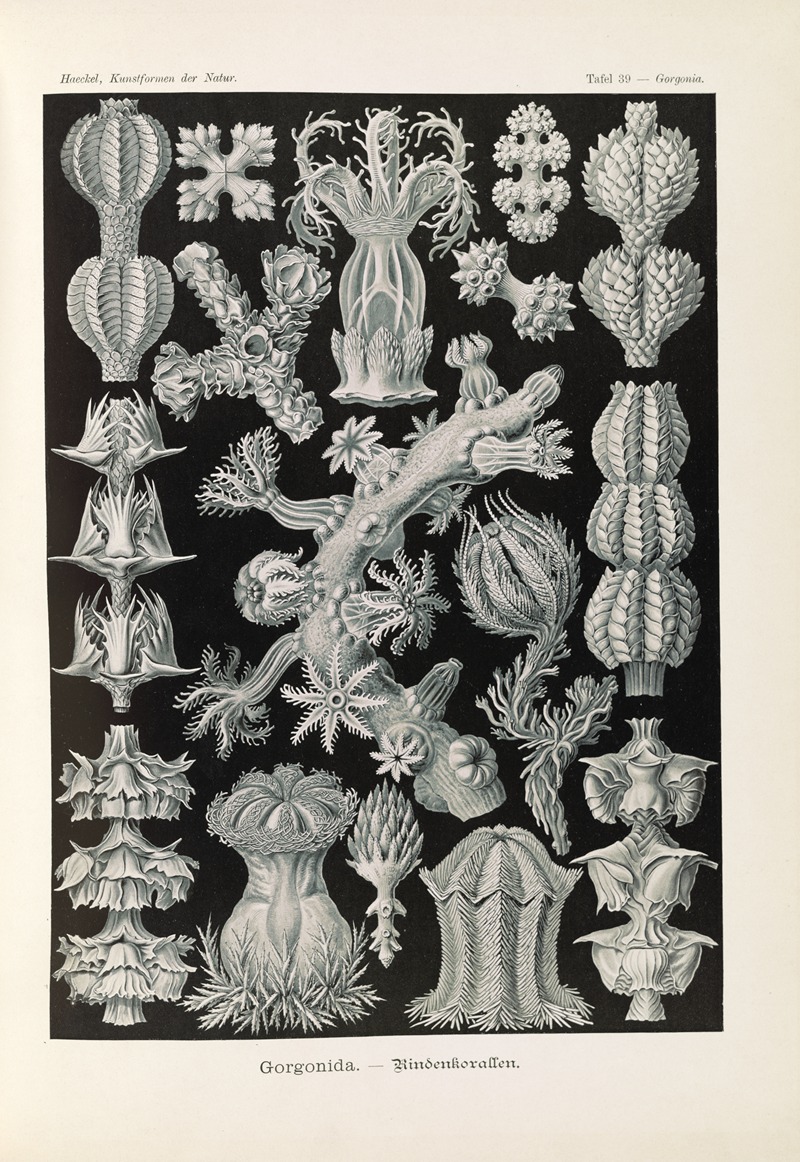 Gorgonida. – Rindenkorallen by Эрнст Геккель, 1904 — digital art print download