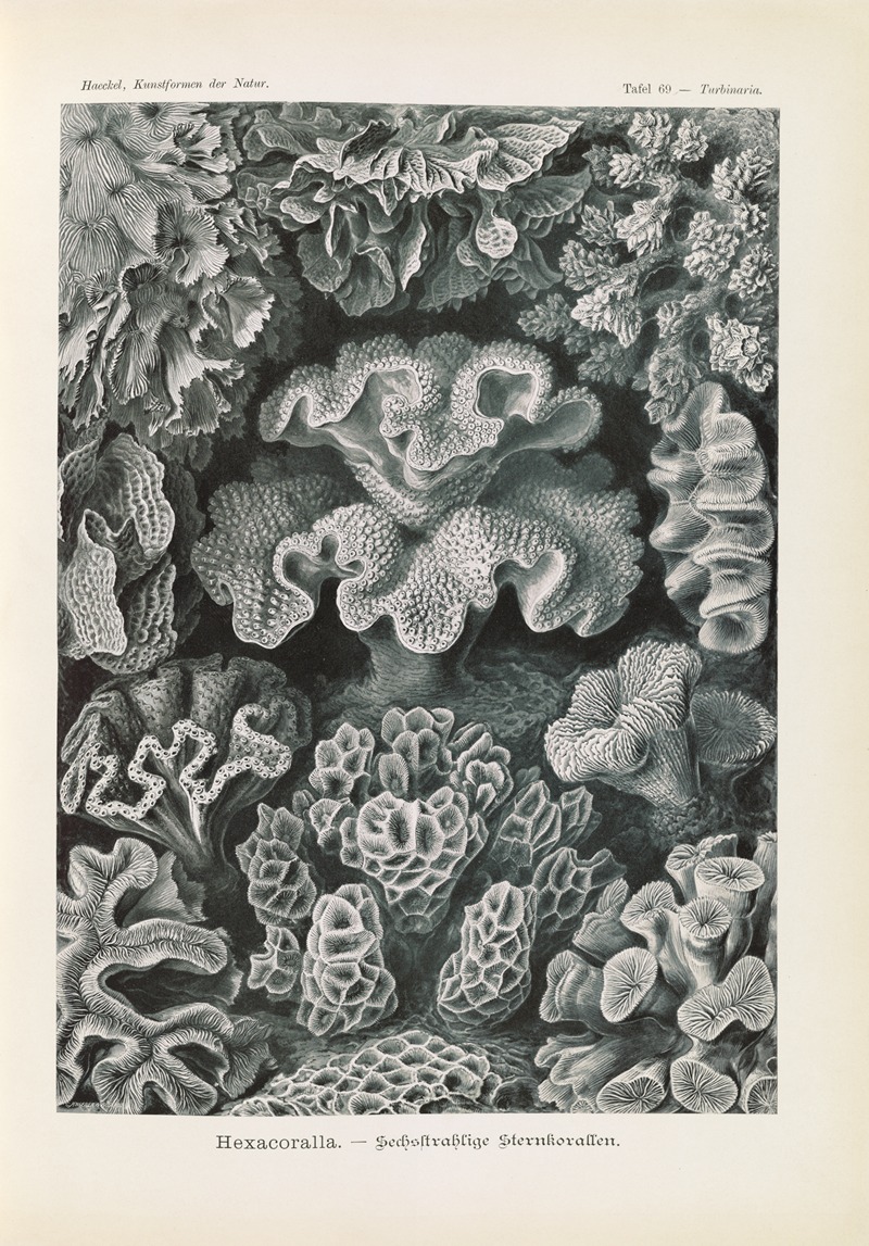 Hexacoralla. – Sechsstrahlige Sternkorallen by Эрнст Геккель, 1904 — digital art print download