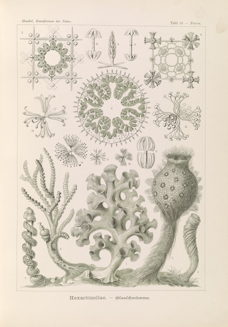 Hexactinellae. – Glasschwämme by Эрнст Геккель, 1904 — digital art print download