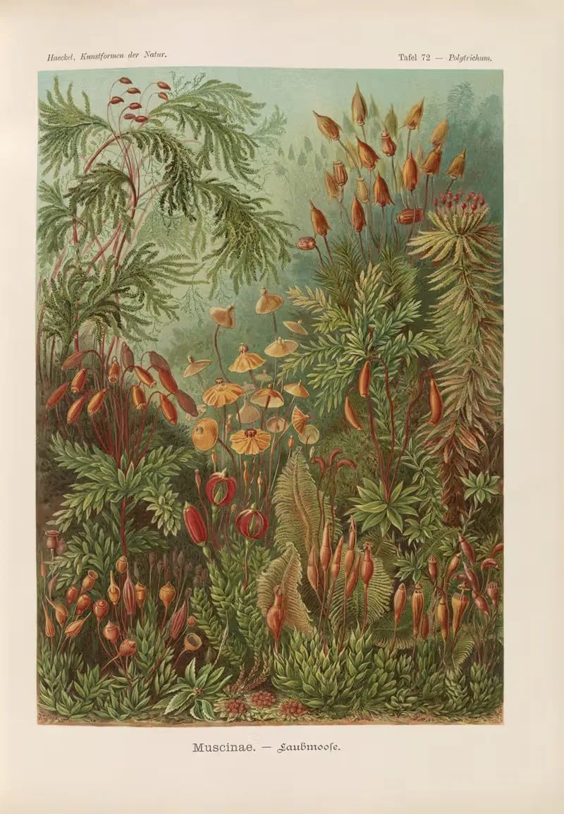 Мусцины. — Листовые мхи by Эрнст Геккель, 1904 — digital art print download