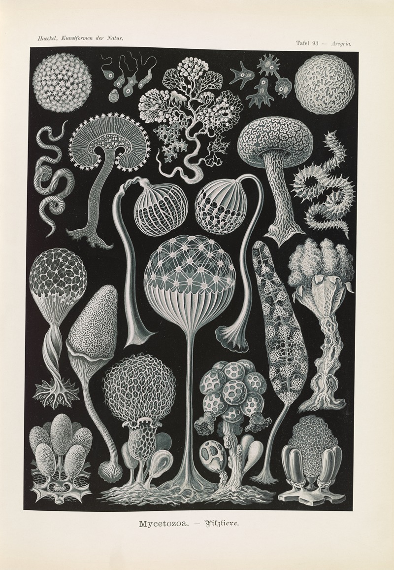 Mycetozoa. – Pilztiere by Эрнст Геккель, 1904 — digital art print download
