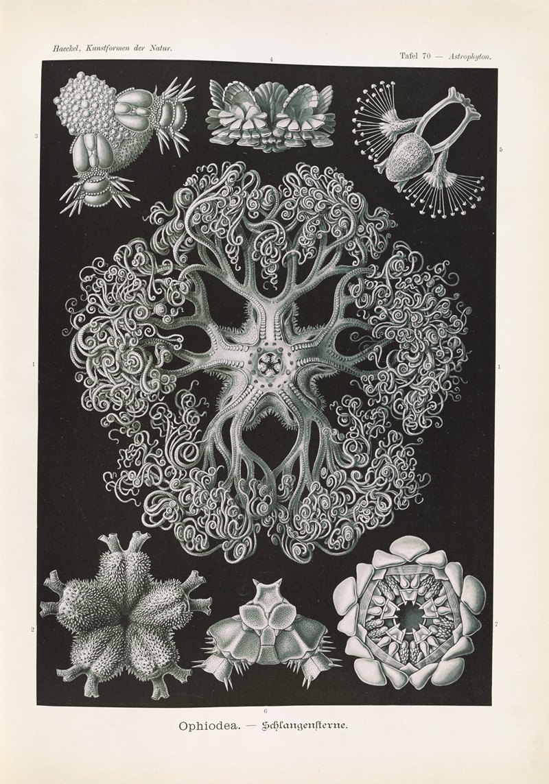 Ophiodea. – Schlangensterne by Эрнст Геккель, 1904 — digital art print download