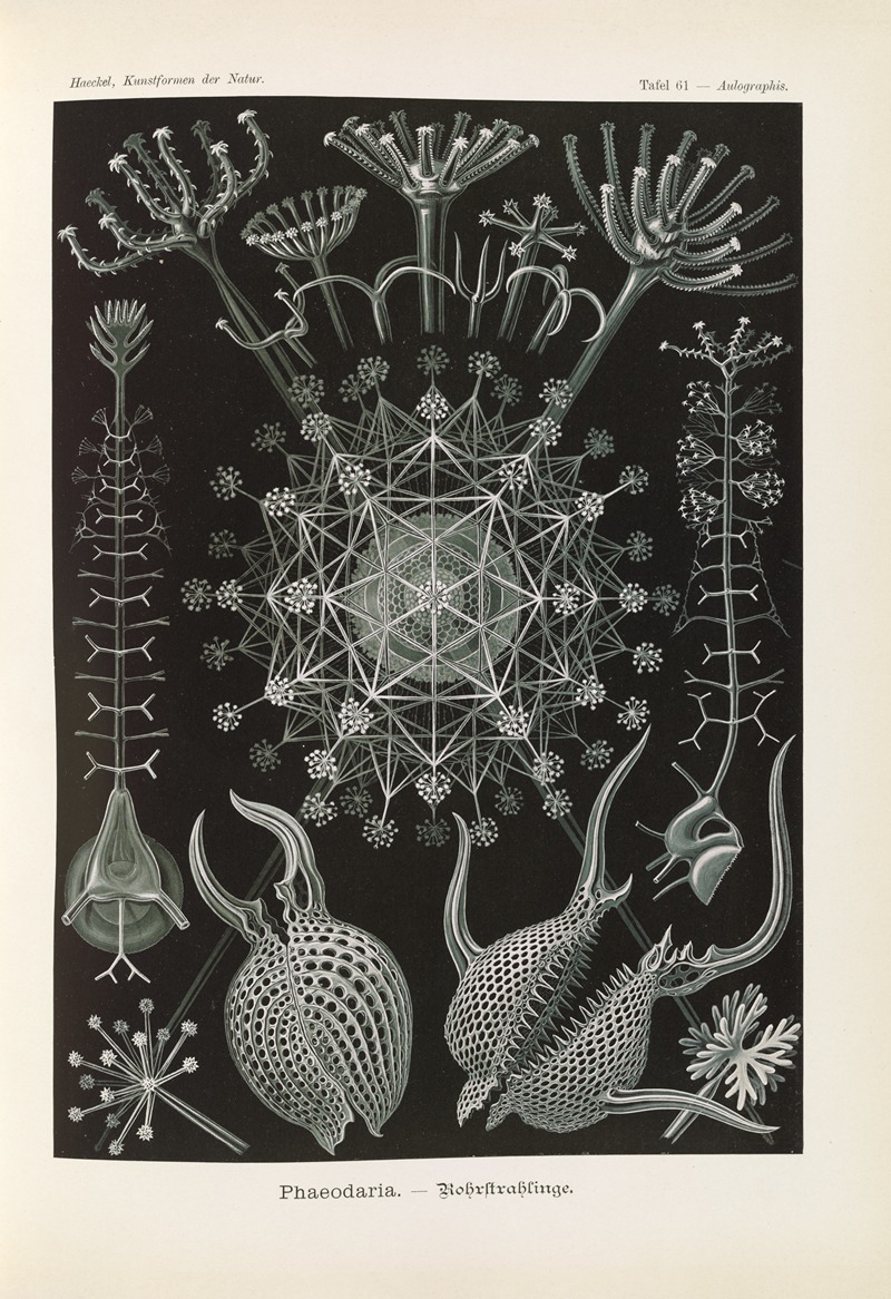 Phaeodaria. – Rohrstrahlinge 2 by Эрнст Геккель, 1904 — digital art print download
