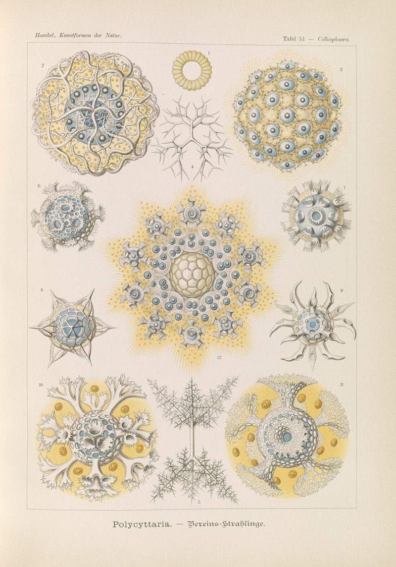 Polycyttaria. – Vereins-Strahlinge by Эрнст Геккель, 1904 — digital art print download