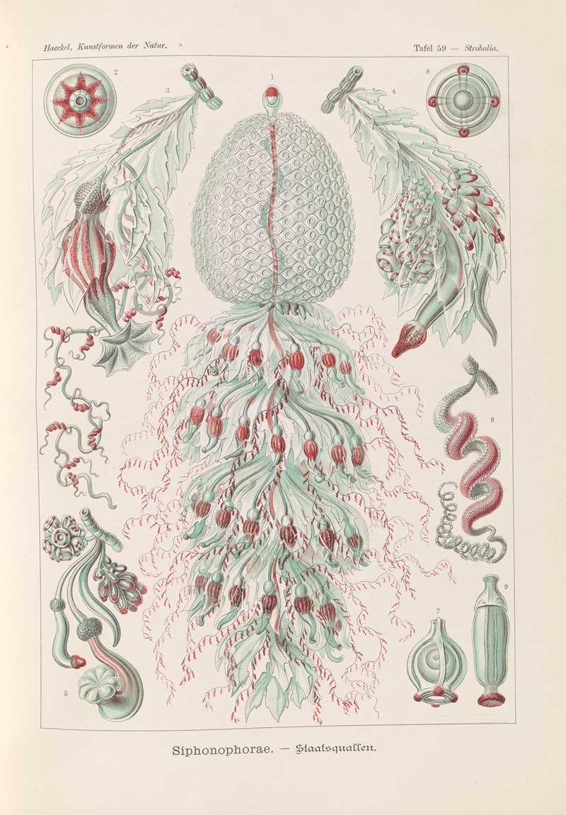 Siphonophorae. – Staatsquallen by Эрнст Геккель, 1904 — digital art print download