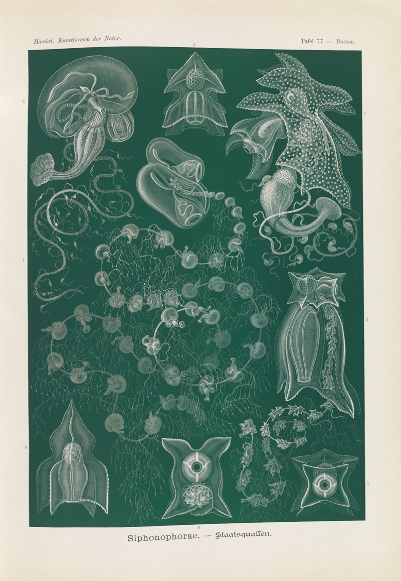 Siphonophorae. – Staatsquallen by Эрнст Геккель, 1904 — digital art print download