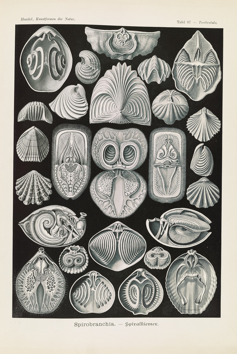 Spirobranchia. – Spiralkiemer by Эрнст Геккель, 1904 — digital art print download
