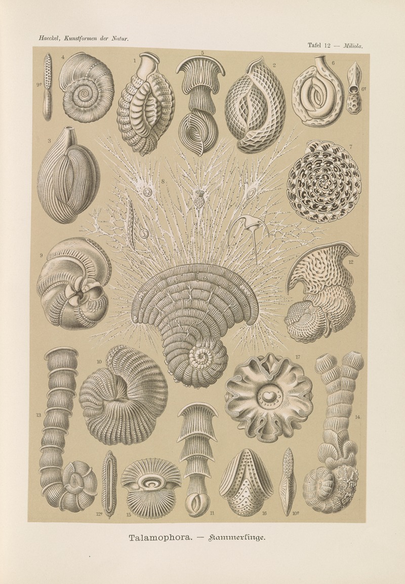 Talamophora. – Kammerlinge by Эрнст Геккель, 1904 — digital art print download