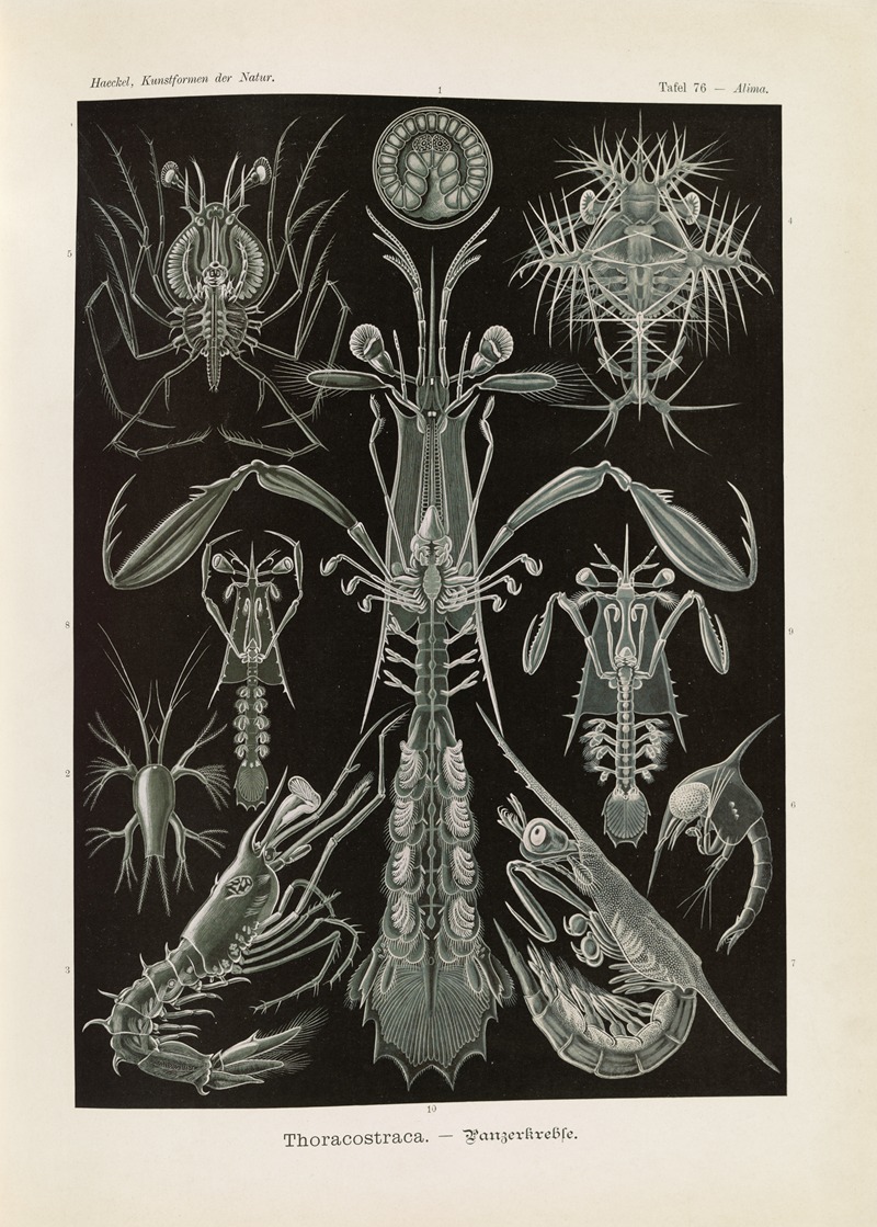 Thoracostraca. – Panzerkrebse by Эрнст Геккель, 1904 — digital art print download