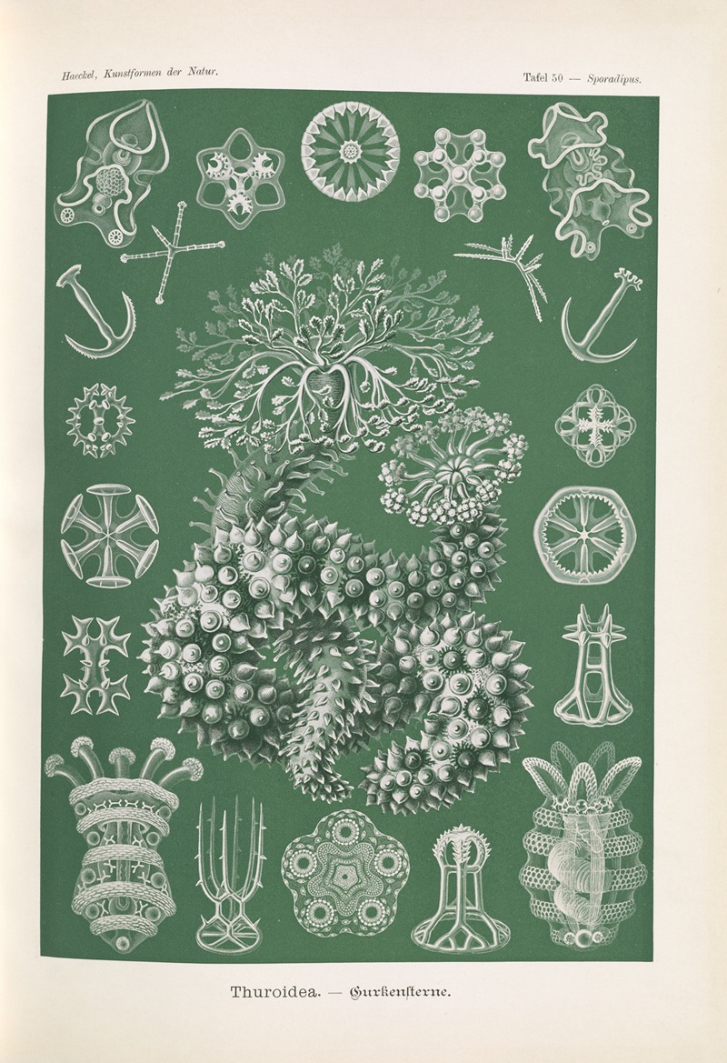 Thuroidea. – Gurkensterne by Ernst Haeckel, 1904 — digital art print download