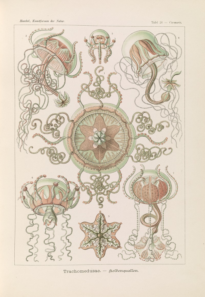 Trachomedusae. – Kolbenquallen — Ernst Haeckel