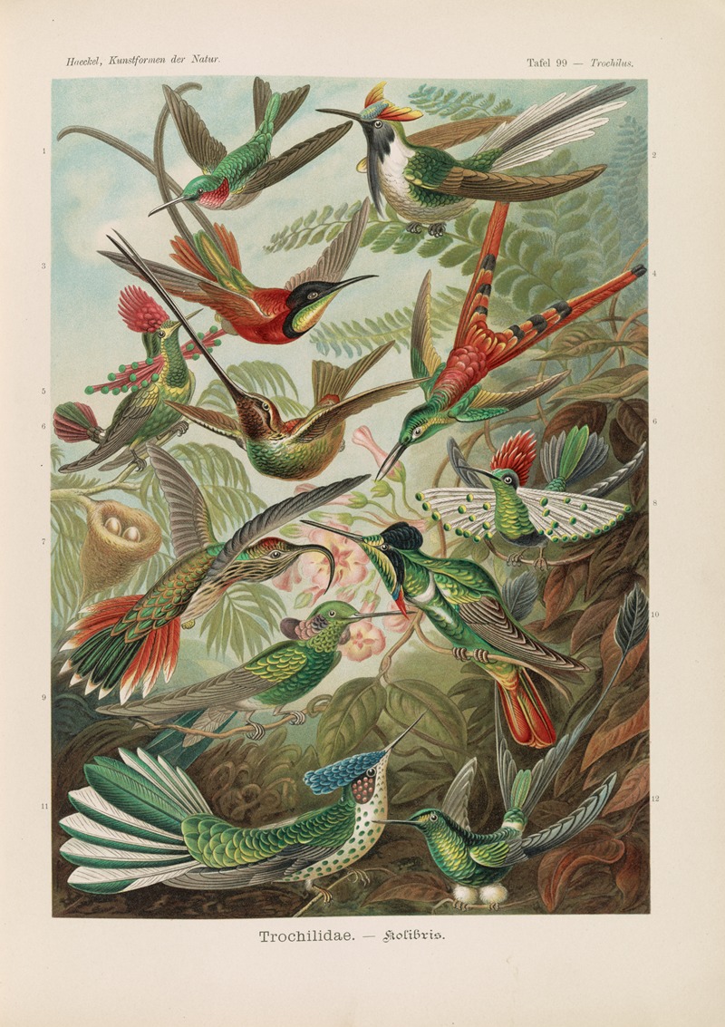 Trochilidae. – Kolibris by Эрнст Геккель, 1904 — digital art print download