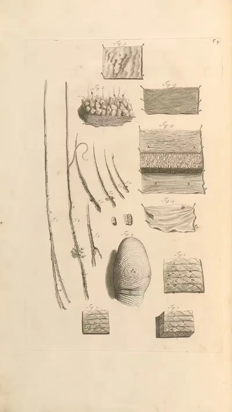 Anatomia humani corporis Pl.005 — Gerard de Lairesse