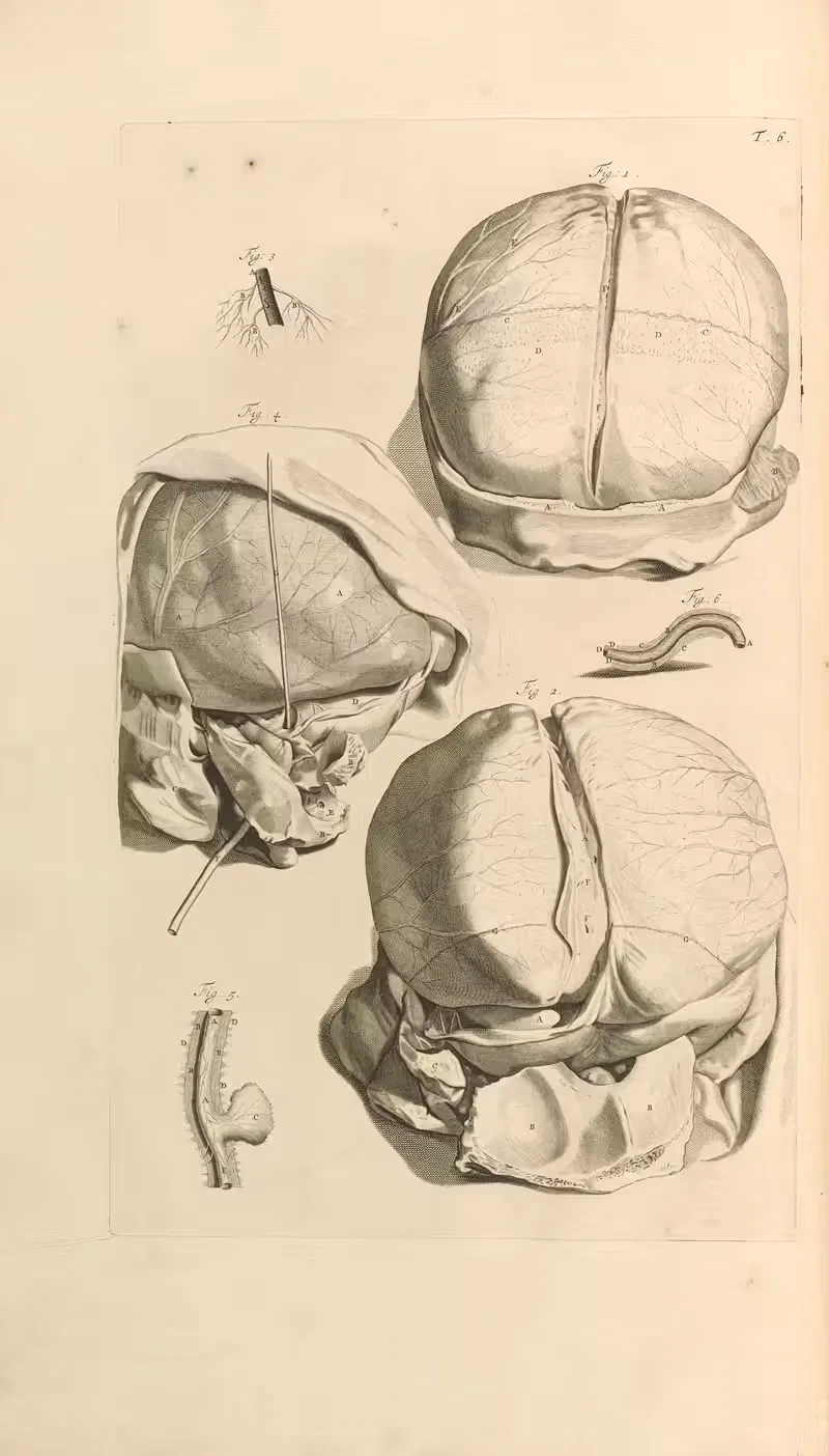 Anatomia humani corporis Pl.007 — Gerard de Lairesse