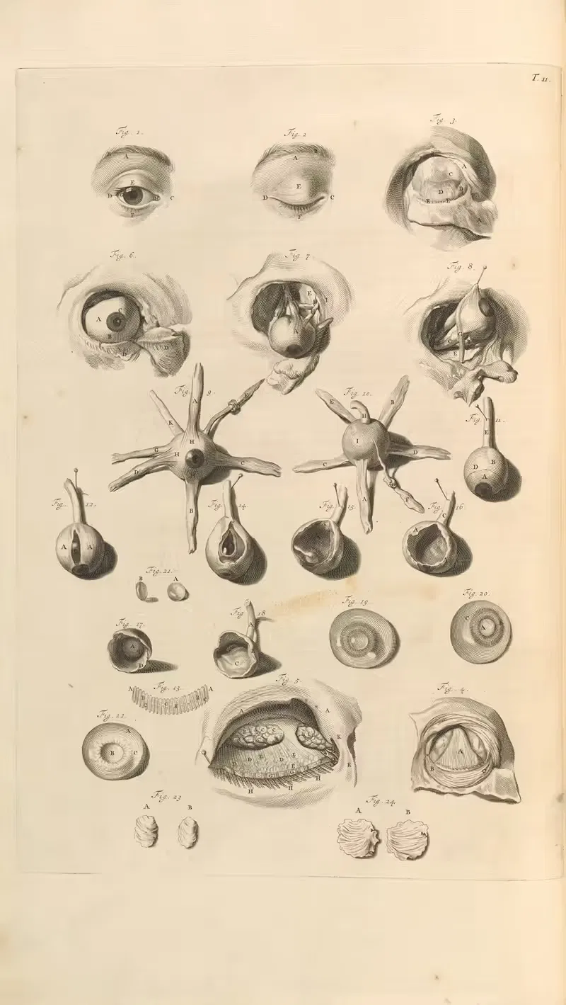 Anatomia humani corporis Pl.012 — Gerard de Lairesse