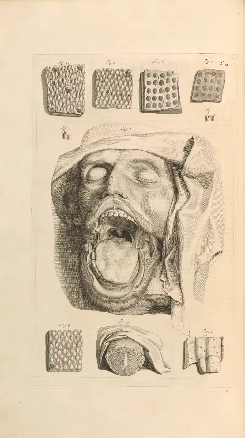 Anatomia humani corporis Pl.014 — Gerard de Lairesse