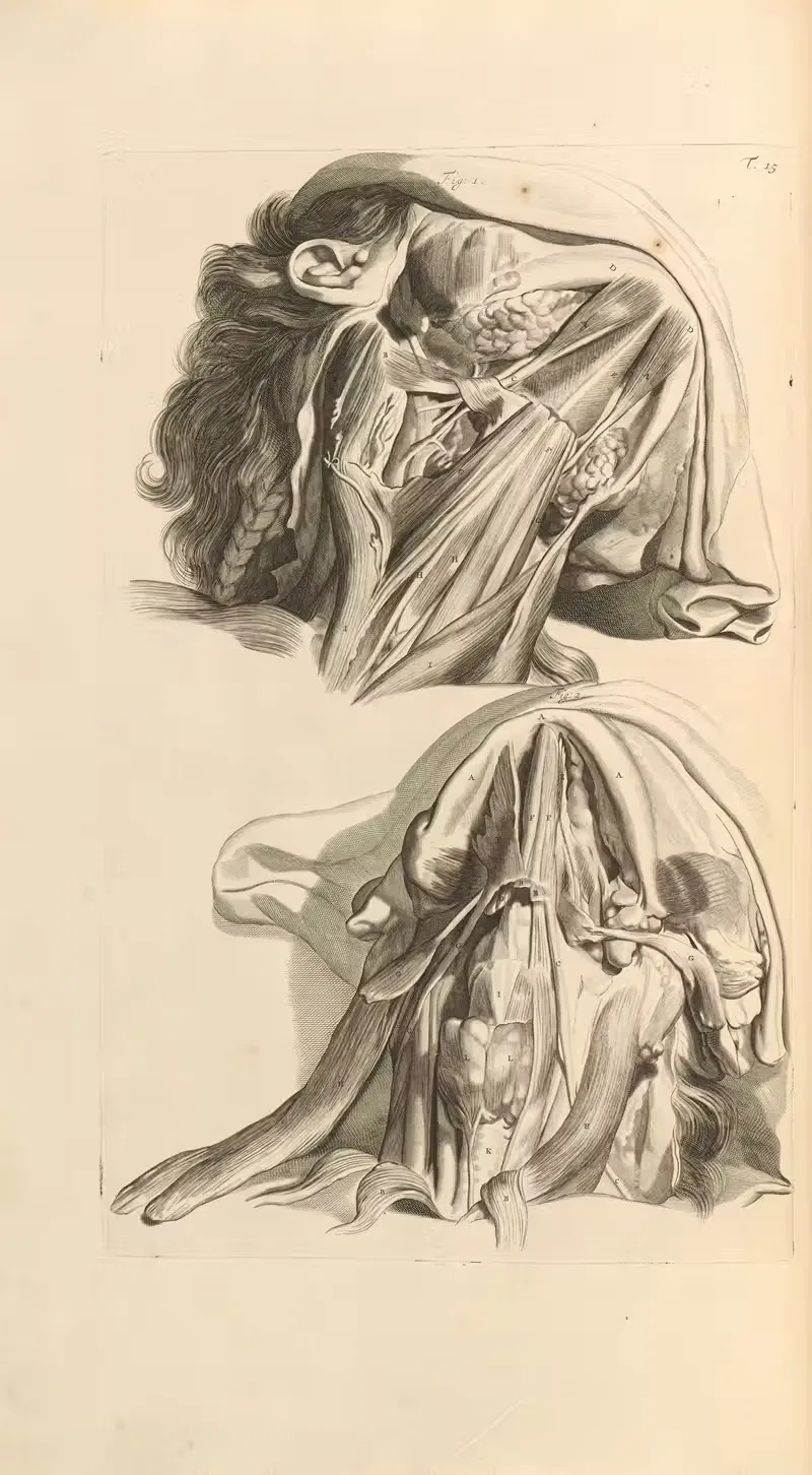 Anatomia humani corporis Pl.016 — Gerard de Lairesse