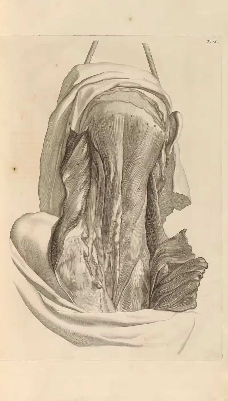 Anatomia humani corporis Pl.017 — Gerard de Lairesse