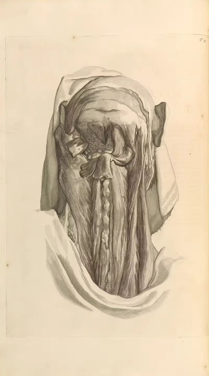 Anatomia humani corporis Pl.018 — Gerard de Lairesse