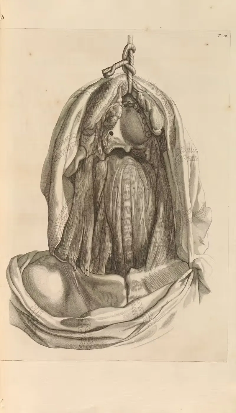 Anatomia humani corporis Pl.019 — Gerard de Lairesse