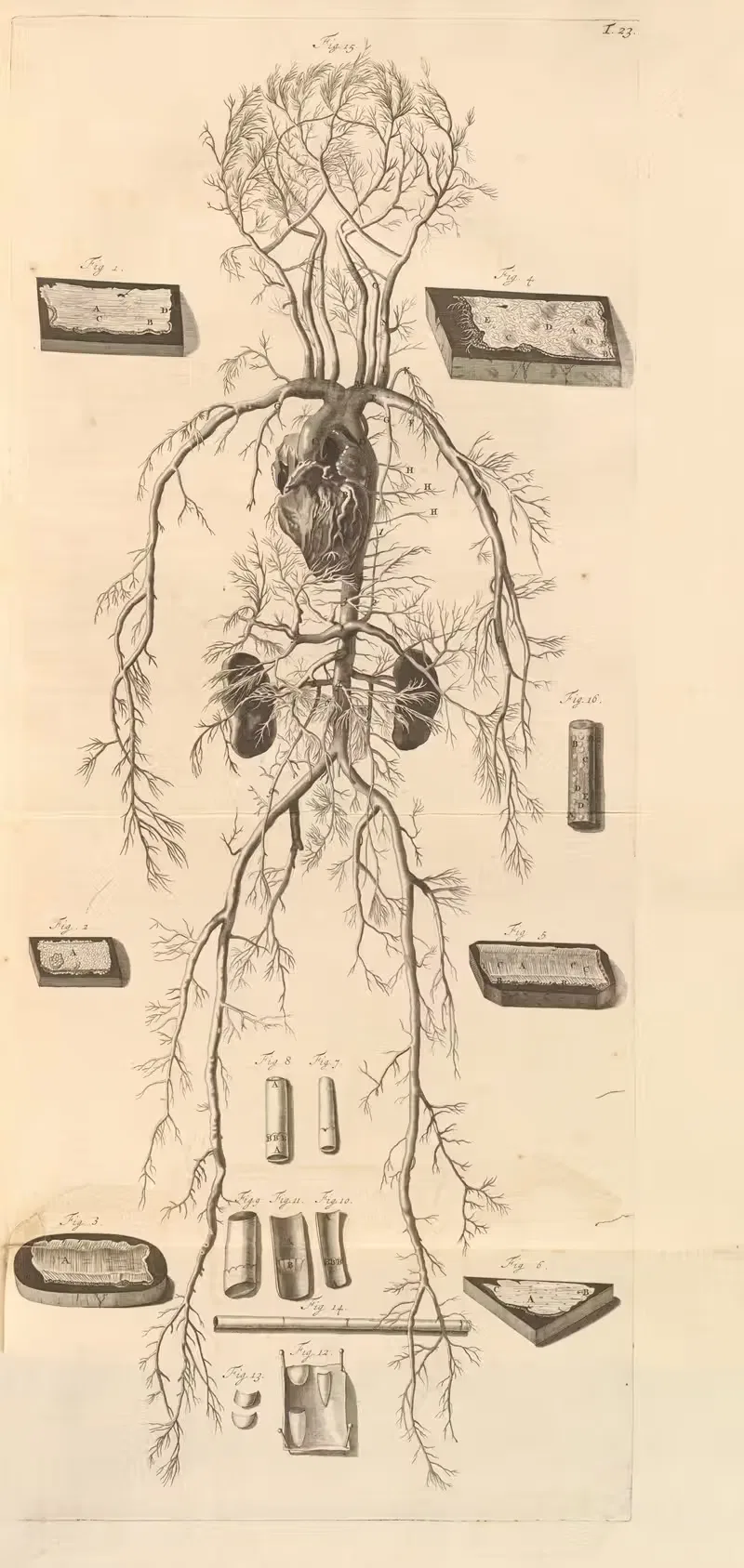 Anatomia humani corporis Pl.024 — Gerard de Lairesse