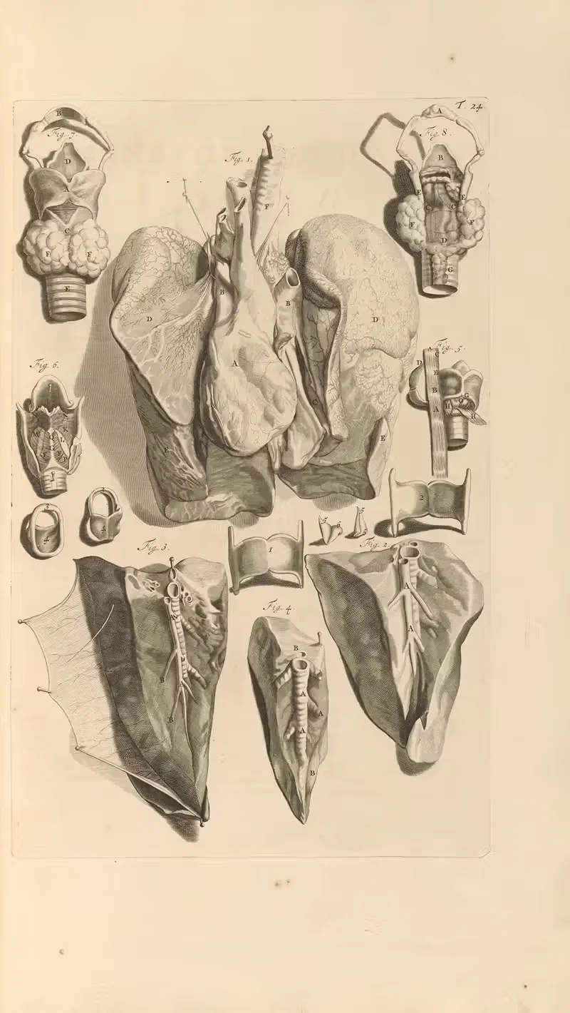 Anatomia humani corporis Pl.025 — Gerard de Lairesse
