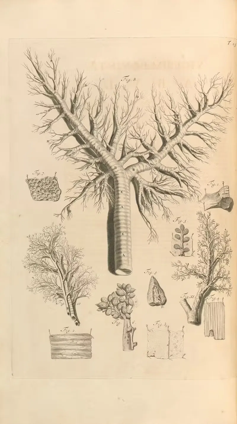 Anatomia humani corporis Pl.026 — Gerard de Lairesse
