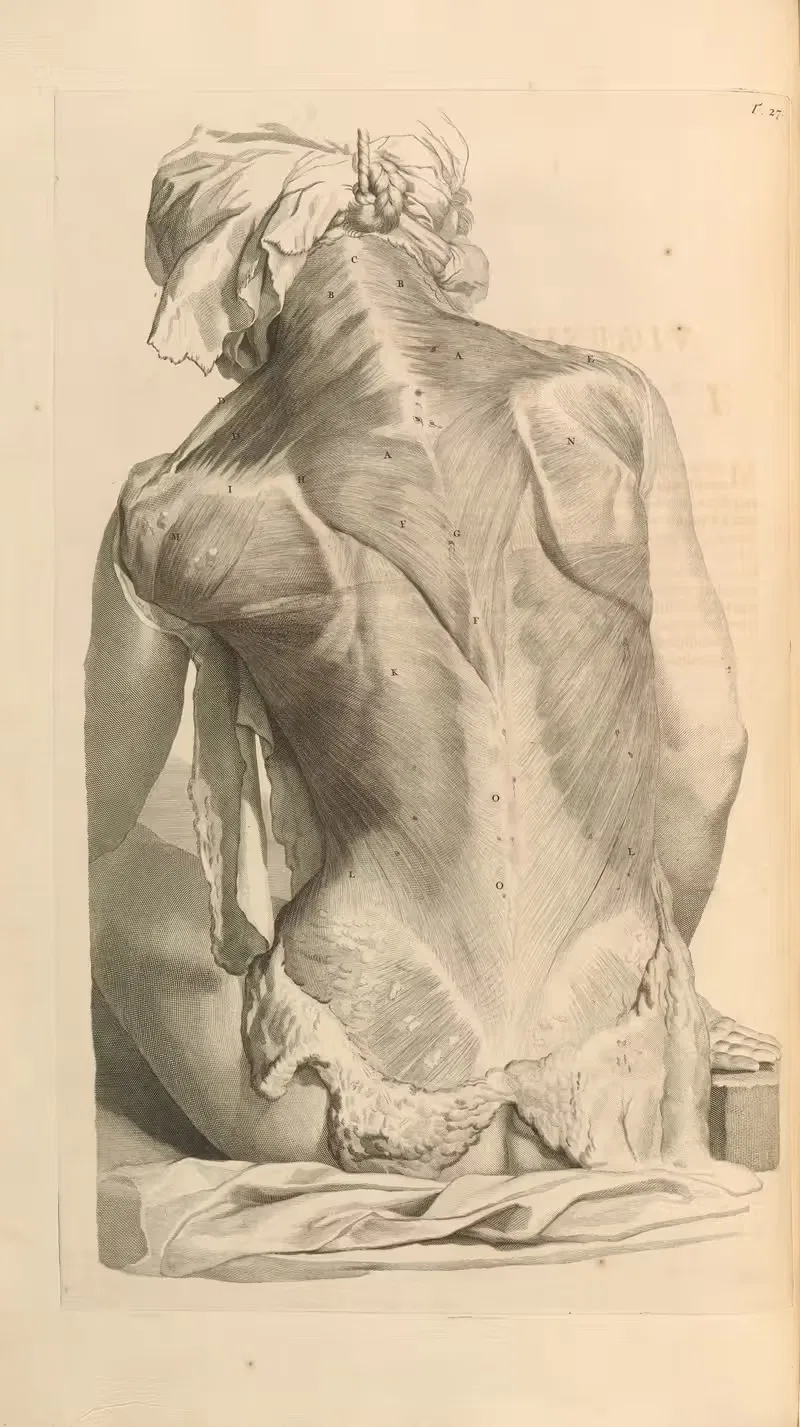 Anatomia humani corporis Pl.028 — Gerard de Lairesse