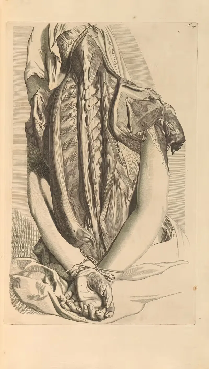 Anatomia humani corporis Pl.031 — Gerard de Lairesse