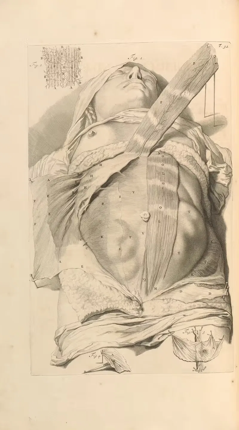 Anatomia humani corporis Pl.033 — Gerard de Lairesse