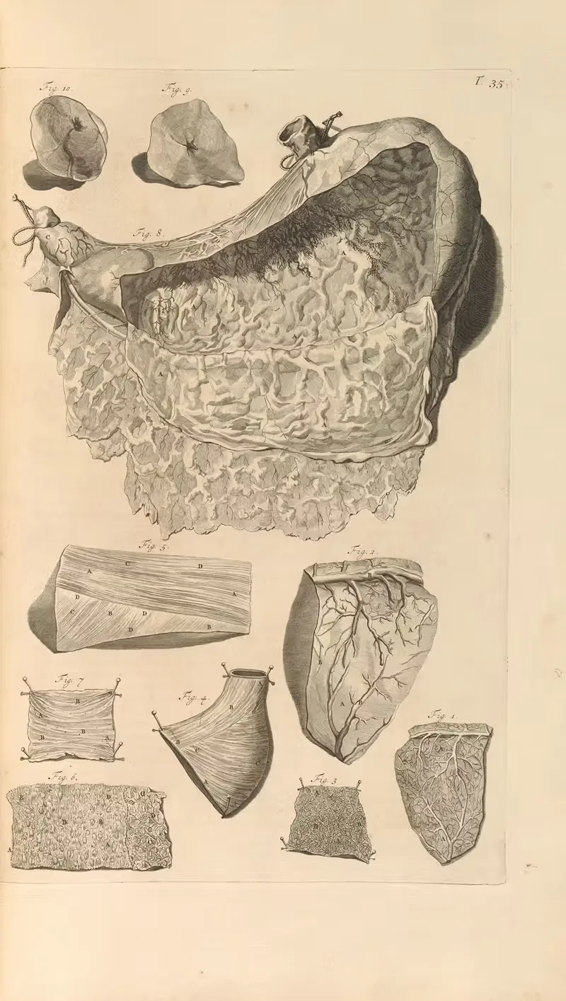 Anatomia humani corporis Pl.036 — Gerard de Lairesse
