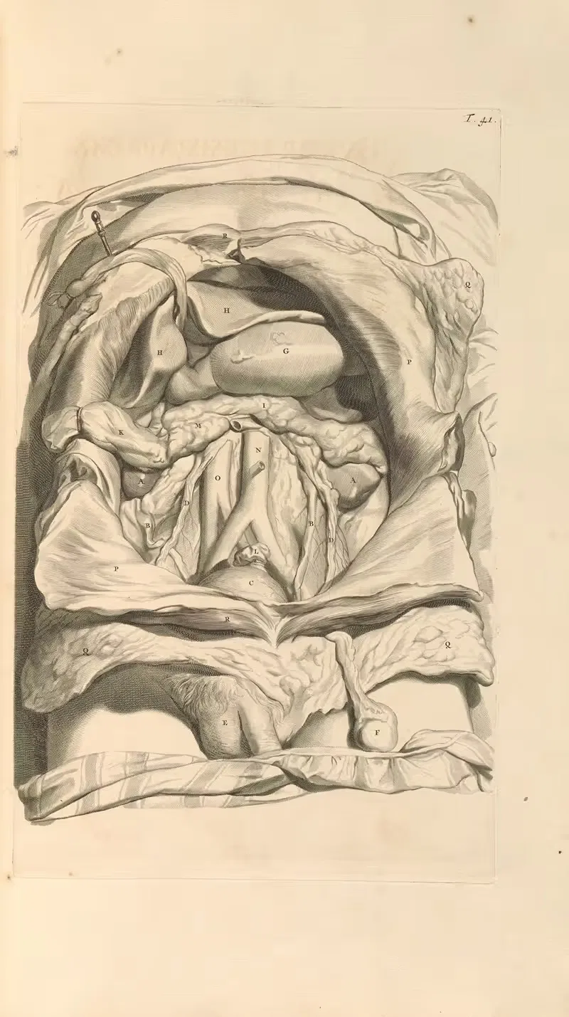 Anatomia humani corporis Pl.042 — Gerard de Lairesse