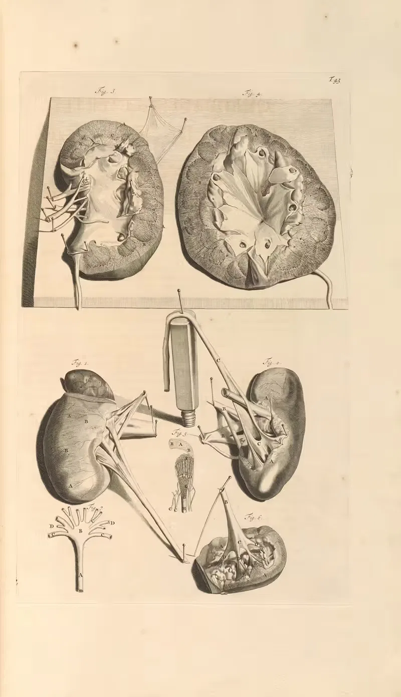 Anatomia humani corporis Pl.044 — Gerard de Lairesse