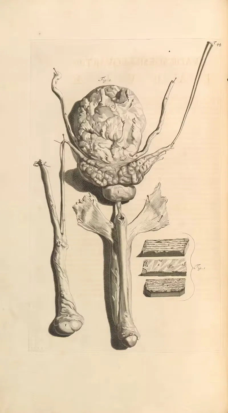 Anatomia humani corporis Pl.045 — Gerard de Lairesse