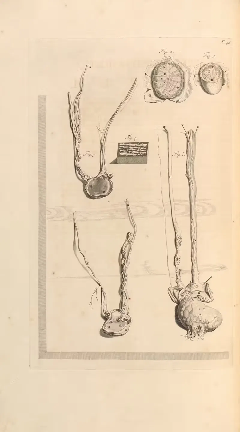 Anatomia humani corporis Pl.047 — Gerard de Lairesse