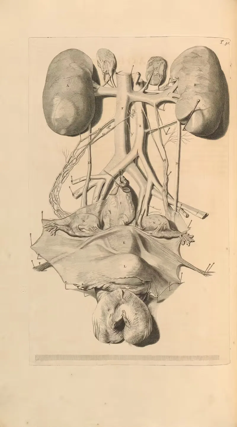 Anatomia humani corporis Pl.051 — Gerard de Lairesse
