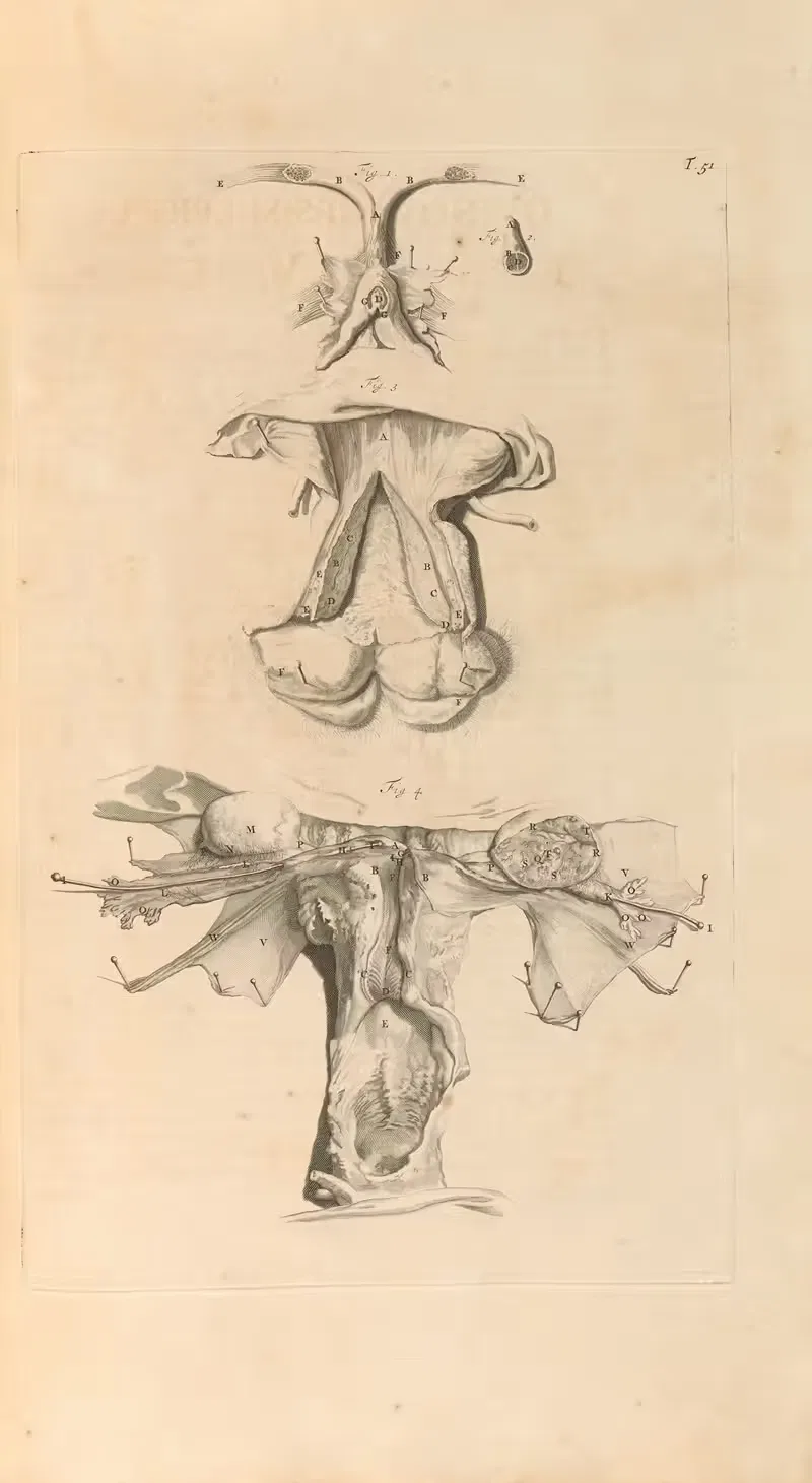 Anatomia humani corporis Pl.052 — Gerard de Lairesse