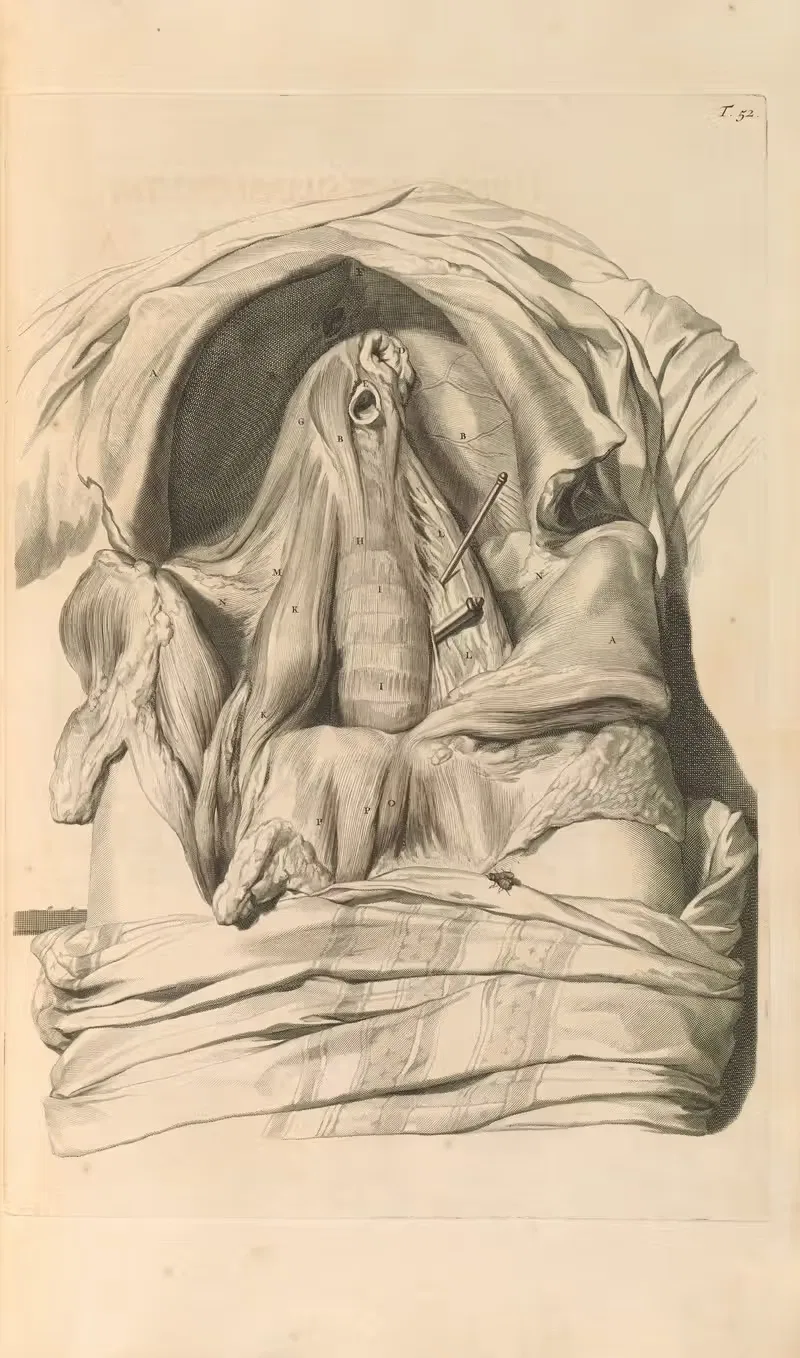 Anatomia humani corporis Pl.053 — Gerard de Lairesse