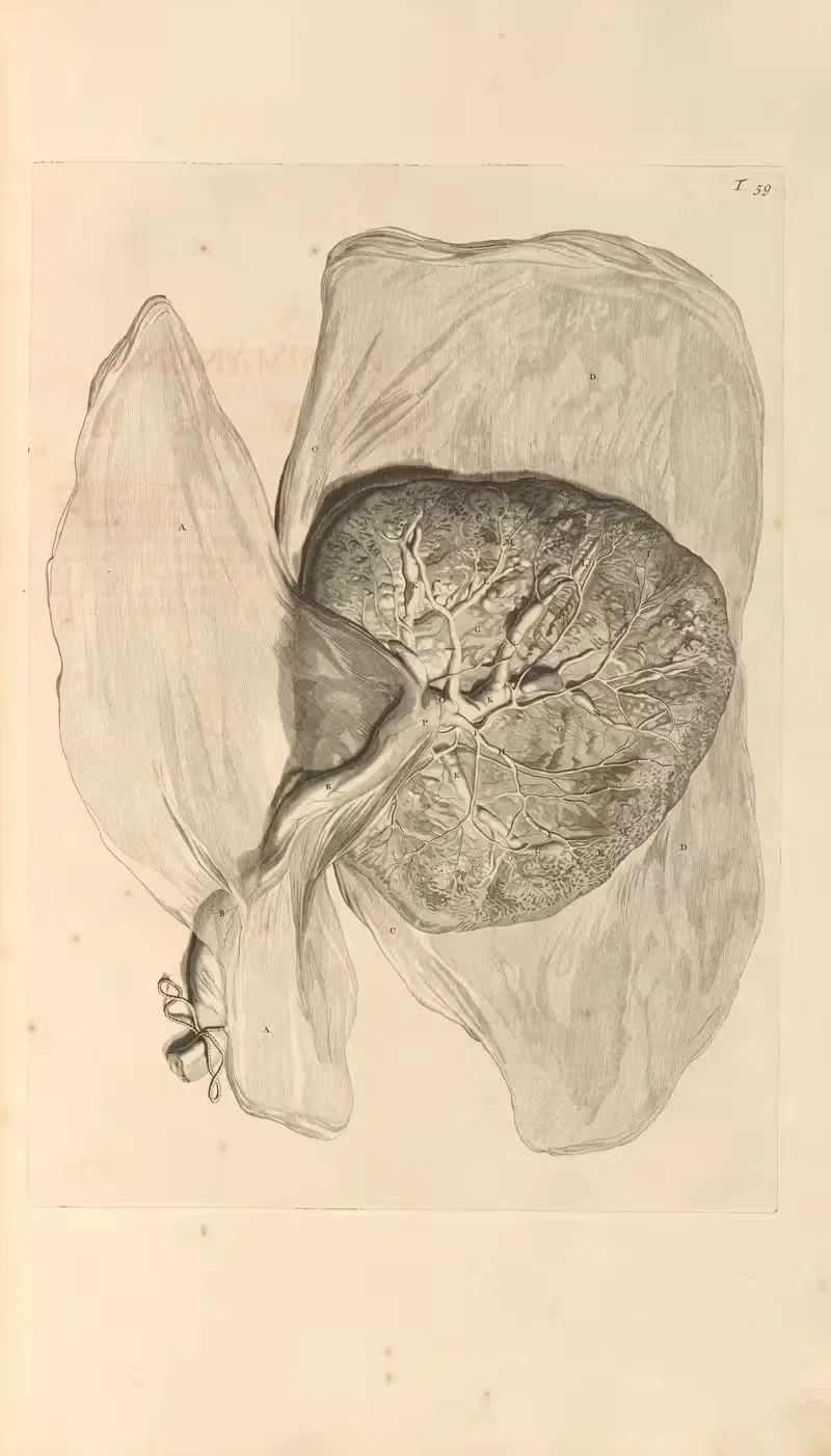 Anatomia humani corporis Pl.060 — Gerard de Lairesse