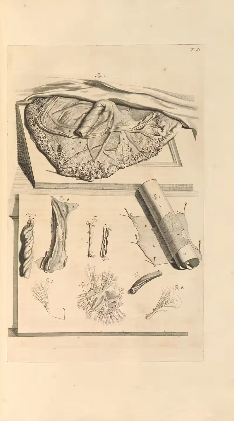 Anatomia humani corporis Pl.062 — Gerard de Lairesse
