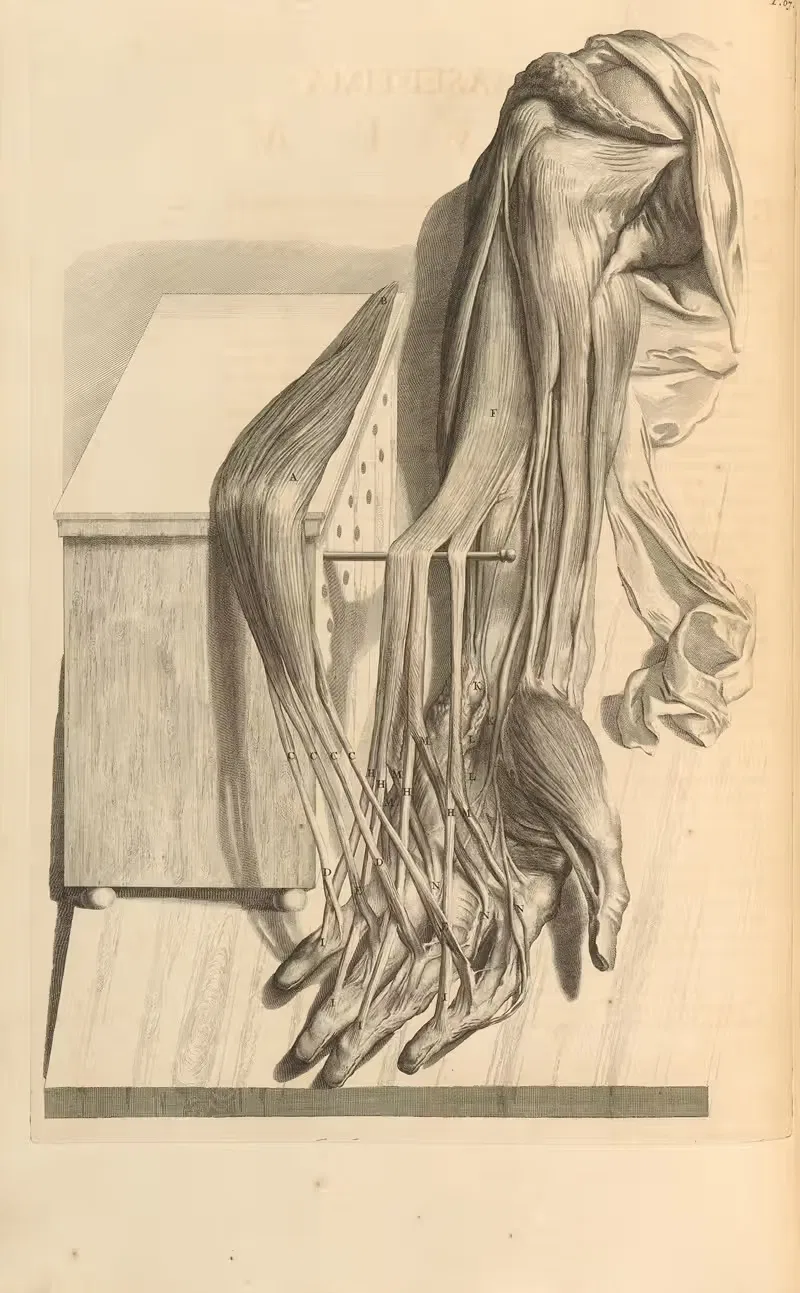 Anatomia humani corporis Pl.068 — Gerard de Lairesse