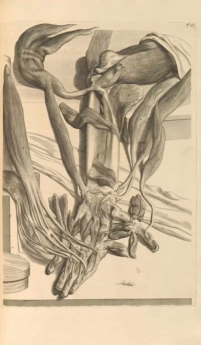 Anatomia humani corporis Pl.069 — Gerard de Lairesse